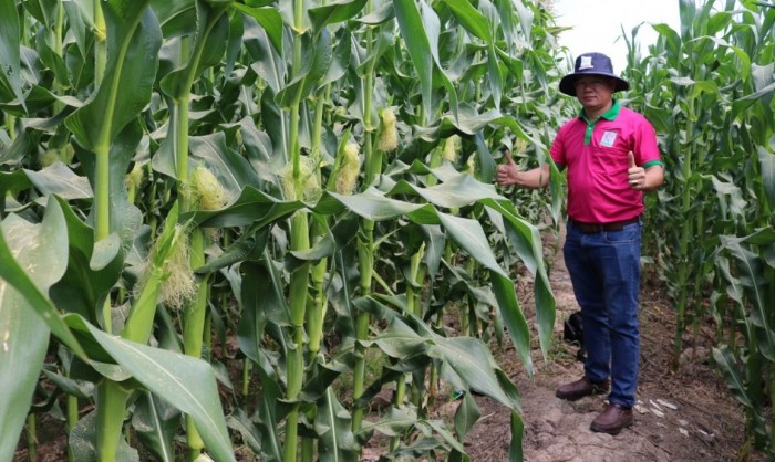 Mùa khô, nông dân Tiền Giang vẫn có nguồn thu nhập khá nhờ trồng rau màu