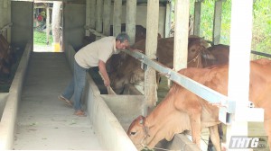 Tân Phú Đông khuyến khích nuôi bò thích ứng với biến đổi khí hậu