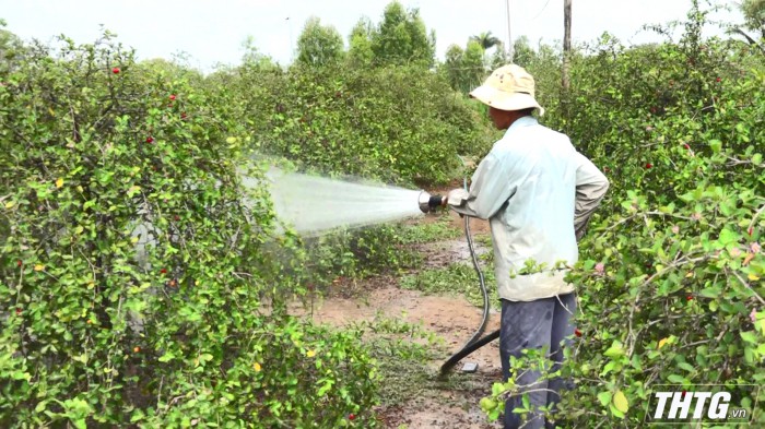 Nông dân huyện Gò Công Đông đang dần phục hồi diện tích cây sơri