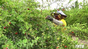 Nông dân huyện Gò Công Đông đang dần phục hồi diện tích cây sơri