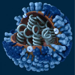 WHO: Chủng cúm biến thể nguy hiểm lây từ heo sang người ở Hà Lan