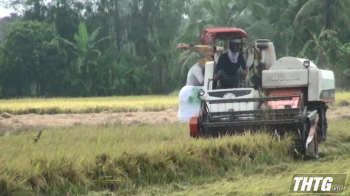 Giá lúa Hè thu tăng cao nông dân Cái Bè phấn khởi