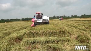 Nông dân Gò Công Đông phấn khởi thu hoạch lúa Đông Xuân