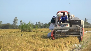 Nông dân Gò Công Tây phấn khởi vì lúa Đông Xuân trúng mùa giá cao