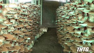 Hiệu quả từ mô hình trồng Nấm linh chi ở huyện Gò Công Tây