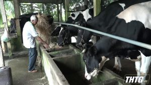 Huyện Gò Công Tây phát triển chăn nuôi gắn với bảo vệ môi trường