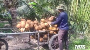 Giá dừa đã tăng nhưng sản lượng giảm nhiều