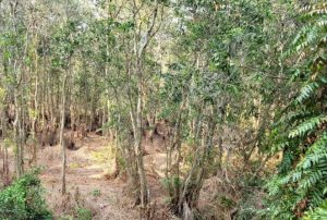 Cảnh giác nguy cơ cháy rừng vùng Đồng Tháp Mười vào mùa khô hạn