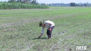 Sở Nông nghiệp và Phát triển nông thôn khuyến cáo lịch thời vụ lúa Hè thu 2024