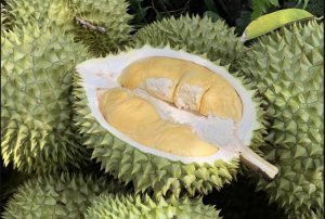 Xuất khẩu sầu riêng tụt hạng